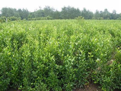 4公分、6公分、8公分香泡树价格 全冠香泡基地