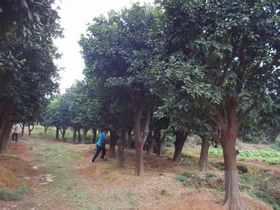 22公分香泡树价格 25公分香泡树价格 湖南大的的香泡基地
