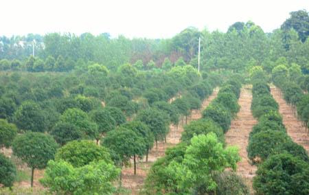 供应5公分桂花树 8公分桂花树价格 桂花树小苗
