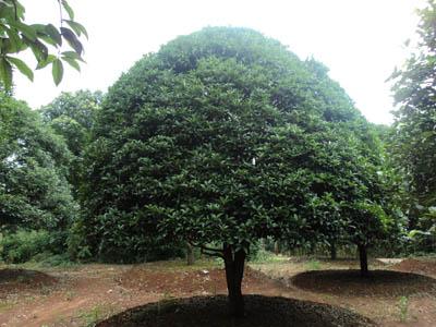 供应22公分桂花树 湖南移栽桂花树价格