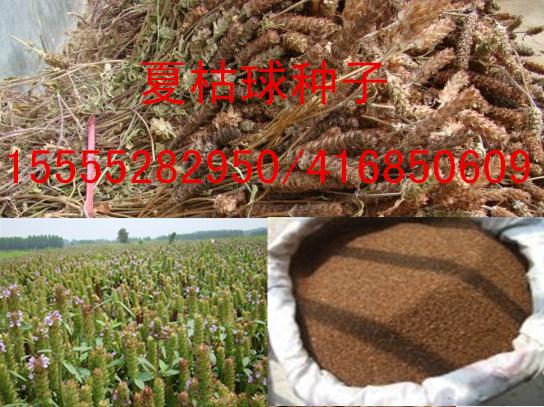 供应夏枯球种子