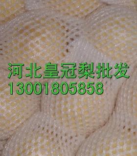 供应河北皇冠梨之乡，中国大的的皇冠梨基地